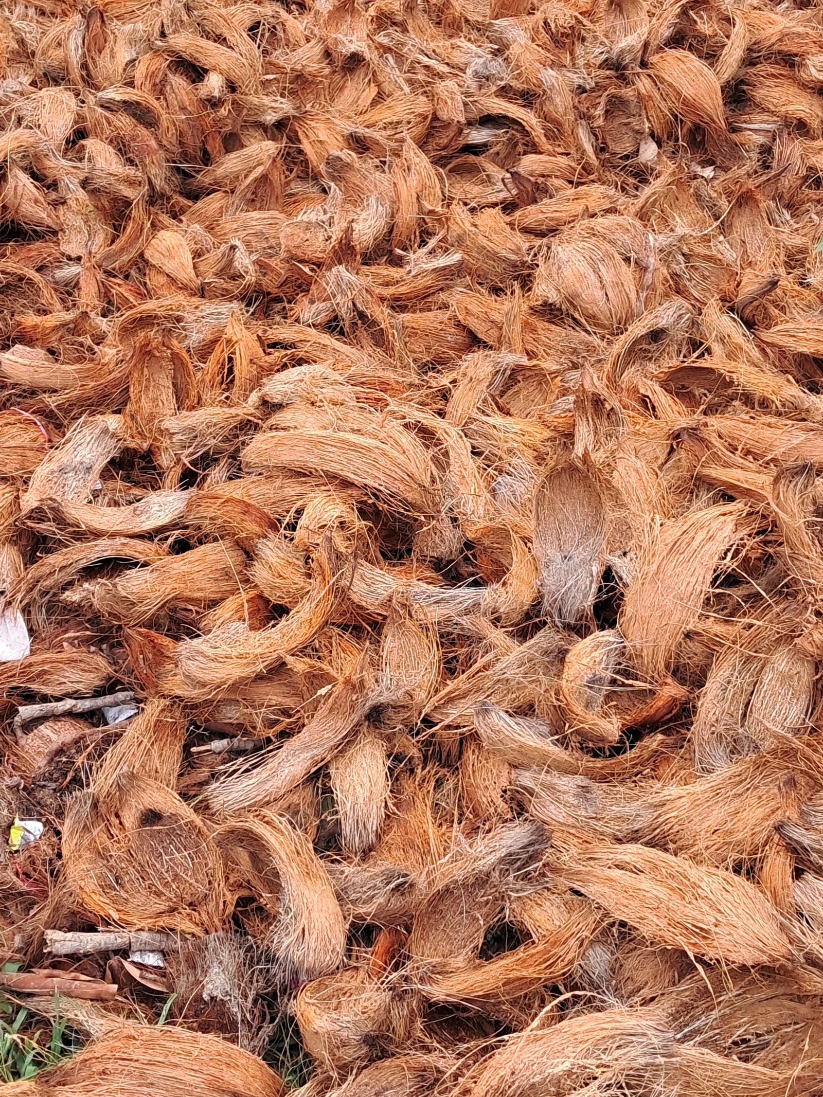 Natural coconut coir fiber