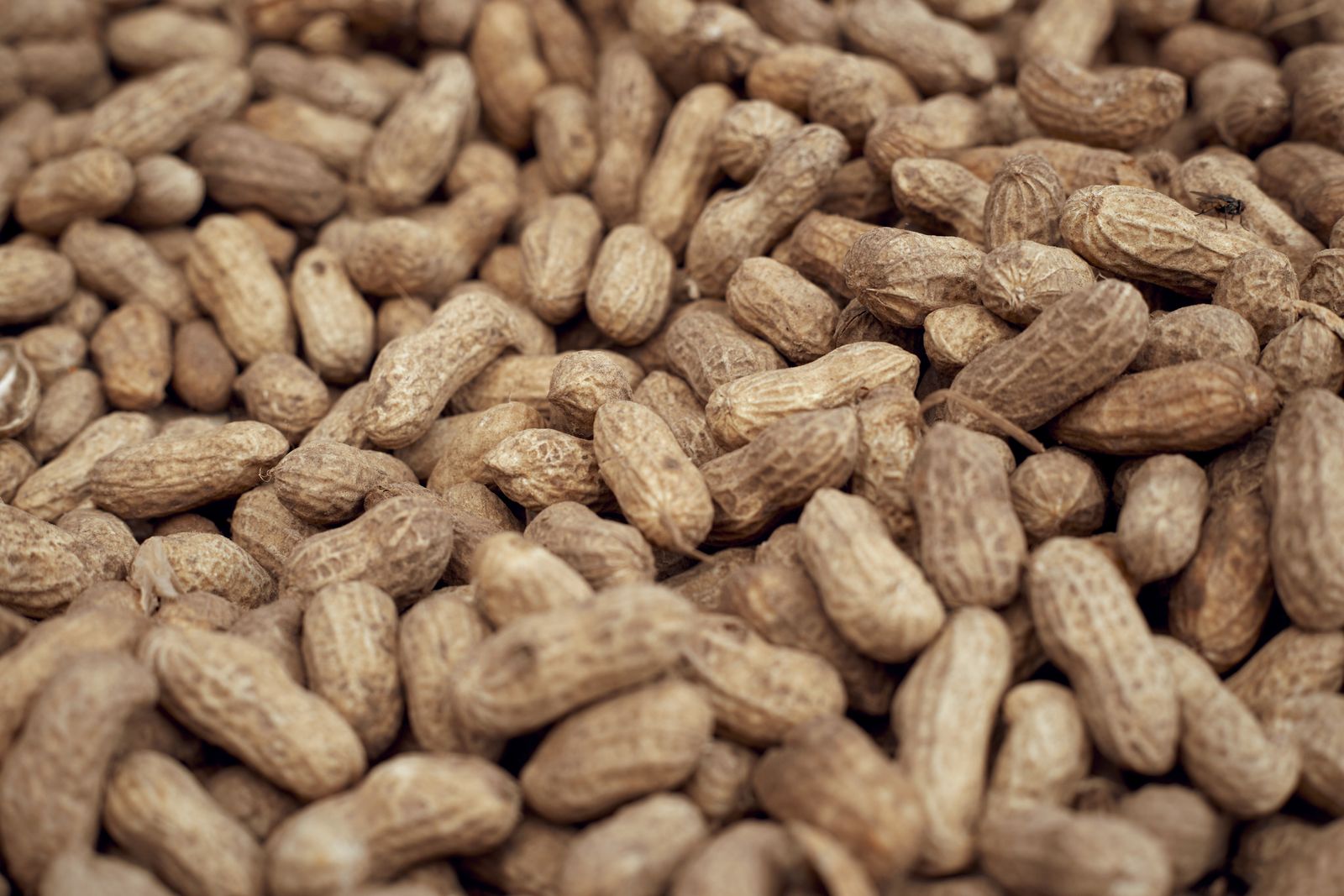 Red Impex groundnut
