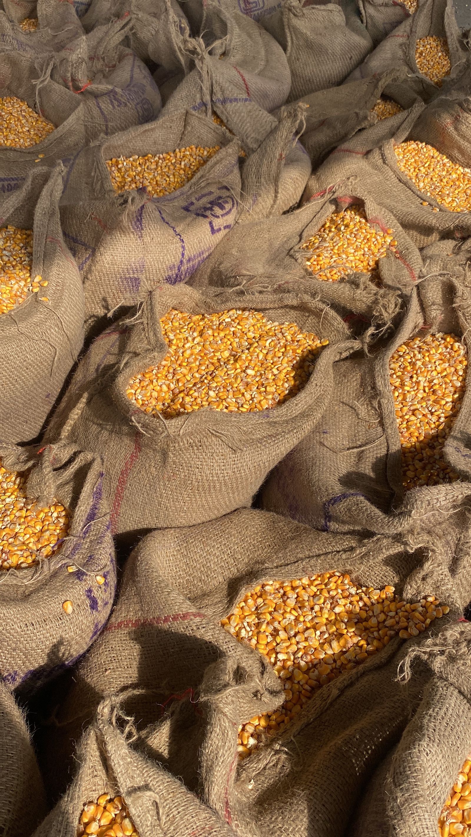Maize kernels packed in burlap sacks