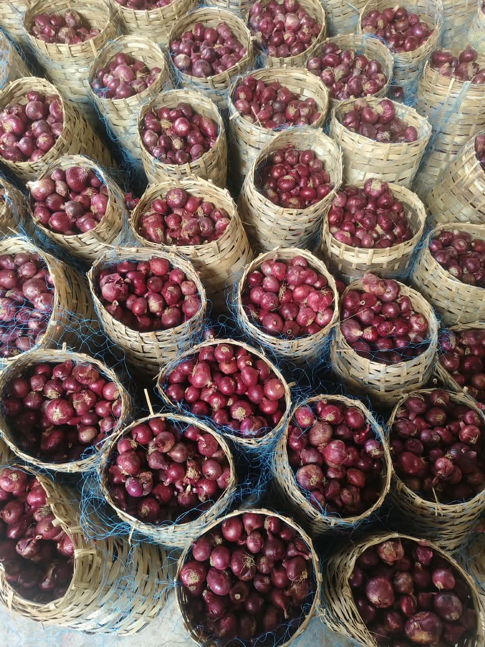 Onions freshly graded and packed in bamboo baskets at Red Impex