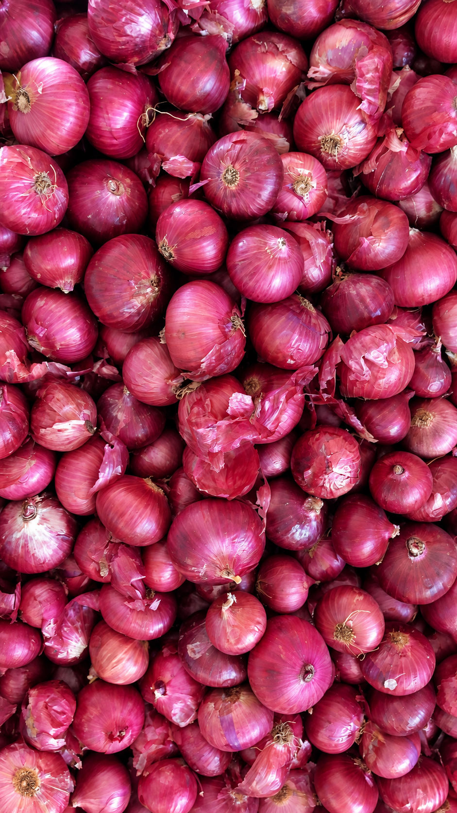 Export grade Nasik and Rose red onions