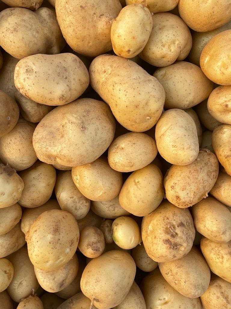 Freshly harvested potatoes